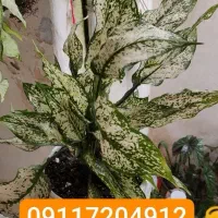 گل شادابوزیبا