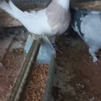 کبوتر طوقی|پرنده|سامان, |دیوار