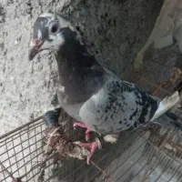 کفتر|پرنده|مشهد, محمدآباد|دیوار