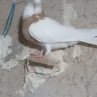 سبز|پرنده|شیروان (خراسان), |دیوار