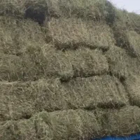 پرس یونجه سبز