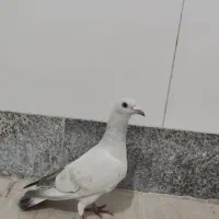 کفتر سبز کرمانی|پرنده|بیرجند, |دیوار