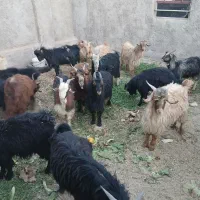 کره نر بزغاله ۲۰تا۲۳کیلو|حیوانات مزرعه|حمیدیا, |دیوار