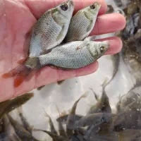 بچه ماهی کپور|ماهی|رشت, شهرک شهید عباسپور|دیوار