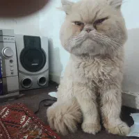 میکروفن وگربه|صوتی و تصویری|گنبد کاووس, |دیوار