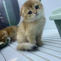 توله گربه اسکاتیش فولد آنفولد گلد
