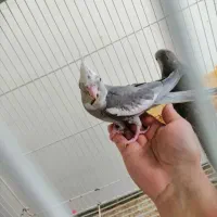 فروش عروس هلندی وایت فیس سخنگو فول رام