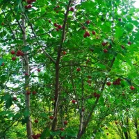 باغ میوه