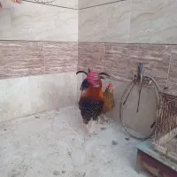 مرغ گلین حیوانات مزرعه|حیوانات مزرعه|برخوار, |دیوار