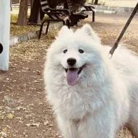 واگذاری سگ نژاد سامویید