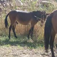 قاطر نر ۳سال خیلی آروم|حیوانات مزرعه|آمل, |دیوار