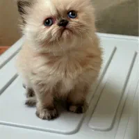 هیمالین کوچولو