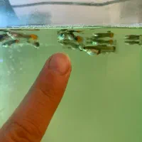 گوپی خراک و مولد و پیش مولد|ماهی|یزد, |دیوار