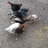 بوقلمون محلی|حیوانات مزرعه|الوند, |دیوار