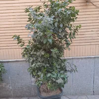 یاس هلندی و معمولی|گل و گیاه طبیعی|مشهد, دانشجو|دیوار