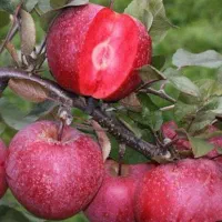 انواع نهال و درخت میوه در نهالستان خرم ، گلخانه|خدمات باغبانی و درختکاری|مشهد, سیس‌آباد|دیوار