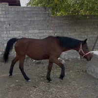 مادیان با کره|اسب و تجهیزات اسبسواری|کوهسار (البرز), |دیوار