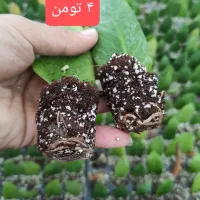 زامیفولیا|گل و گیاه طبیعی|آمل, |دیوار
