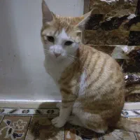 واگذاری گربه رایگان