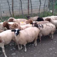 گوسفند چاق و چله حدود ۳۸ کیلویی بز