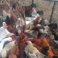 فروش ۱۰۰عددخروس رسمی