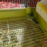 ۲ عدد مرغ عشق سالم|پرنده|دهگلان, |دیوار