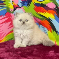 بچه گربه ی انیمیشنی|گربه|اهواز, زرگان|دیوار