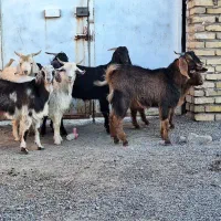 ۱۰ تا کره نر بخته|حیوانات مزرعه|رفسنجان, |دیوار