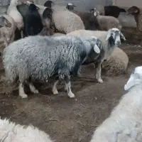 قوچ ۴ساله خوش رنگ و قام وقلم