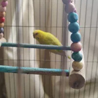 مرغ عشق ماده