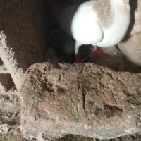 چپ عویدی ماده سالم مفت