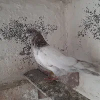 کبوتر نر