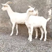 یک ساله سانن برحرمی زاید. با بزغاله ماده اش