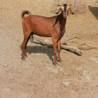 بز ماده فروشی
