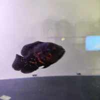 اسکار،پرت کانویکت،کربنسیس.شن عربی