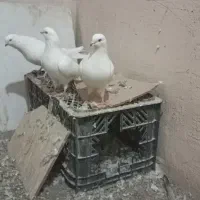 نروماده هردو آماده|پرنده|آذرشهر, |دیوار