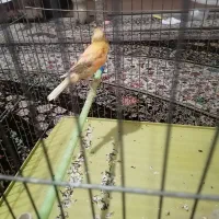 سه عدد قناری ماده آماده|پرنده|شیراز, قلعه نو|دیوار