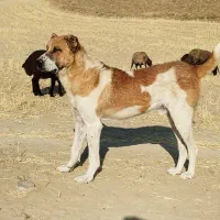 سگ خراسانی اصل