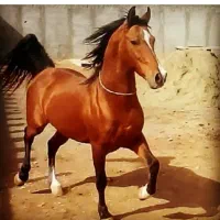 اسب|اسب و تجهیزات اسب‌سواری|ابریشم, |دیوار