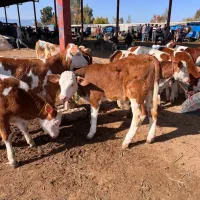 گوساله سیمینتال