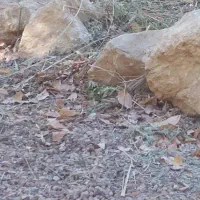 زمین احمد اباد