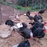 بوقلمون جوان امساله|حیوانات مزرعه|سنگر, |دیوار