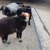 گوشت بره قصابی جلوی مشتری|حیوانات مزرعه|اهواز, منبع اب|دیوار