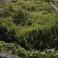 فروش-زمین-245-متری-براصلی-لیلاکوه