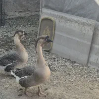 قوغاز اوکراینی و بوقلمون رسمی|حیوانات مزرعه|تهران, علم و صنعت|دیوار