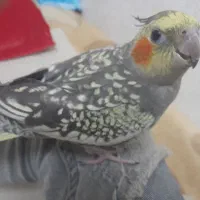 عروس هلندی|پرنده|قشم, |دیوار