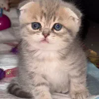 بچه گربه اسکاتیش پرشین|گربه|اندیشه, اندیشه فاز ۶|دیوار