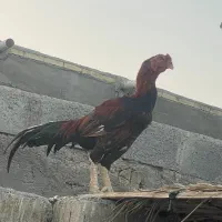 خروس لاری|حیوانات مزرعه|رودان, |دیوار