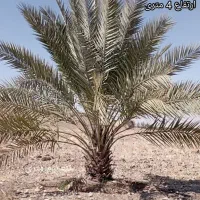 خریدار پاجوش نخل بزرگ قصب و کبکاب