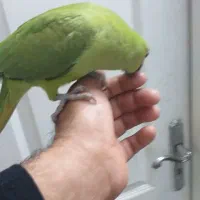 طوطی ملنگو ماده|پرنده|نیشابور, بنیاد شهید|دیوار